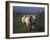 Domestic Sheep, Westerhever, Schleswig-Holstein, Germany-Thorsten Milse-Framed Photographic Print