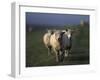 Domestic Sheep, Westerhever, Schleswig-Holstein, Germany-Thorsten Milse-Framed Photographic Print