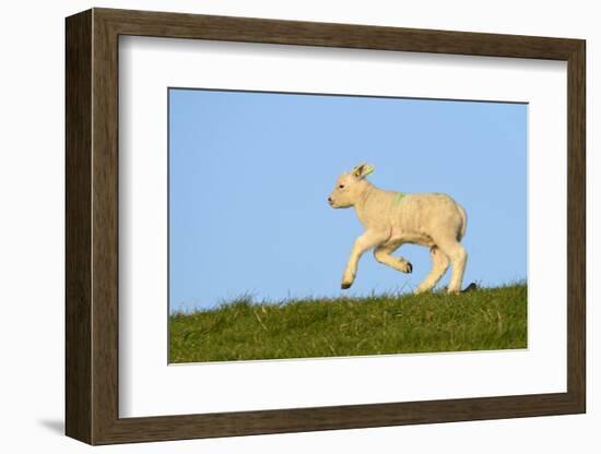 Domestic Sheep-Winfried Wisniewski-Framed Photographic Print