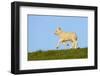 Domestic Sheep-Winfried Wisniewski-Framed Photographic Print