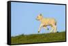 Domestic Sheep-Winfried Wisniewski-Framed Stretched Canvas