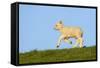 Domestic Sheep-Winfried Wisniewski-Framed Stretched Canvas