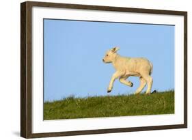 Domestic Sheep-Winfried Wisniewski-Framed Photographic Print