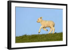 Domestic Sheep-Winfried Wisniewski-Framed Photographic Print