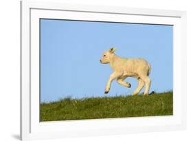 Domestic Sheep-Winfried Wisniewski-Framed Photographic Print