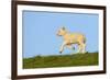 Domestic Sheep-Winfried Wisniewski-Framed Photographic Print