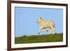 Domestic Sheep-Winfried Wisniewski-Framed Photographic Print