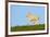 Domestic Sheep-Winfried Wisniewski-Framed Photographic Print