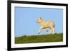 Domestic Sheep-Winfried Wisniewski-Framed Photographic Print