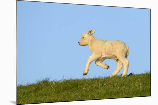 Domestic Sheep-Winfried Wisniewski-Mounted Photographic Print