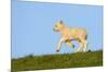 Domestic Sheep-Winfried Wisniewski-Mounted Photographic Print