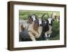 Domestic Sheep-null-Framed Photographic Print