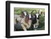 Domestic Sheep-null-Framed Photographic Print