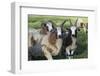 Domestic Sheep-null-Framed Photographic Print