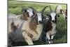 Domestic Sheep-null-Mounted Photographic Print