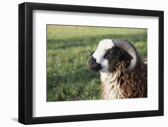 Domestic Sheep-null-Framed Photographic Print