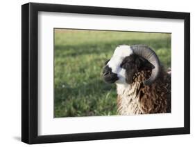 Domestic Sheep-null-Framed Photographic Print