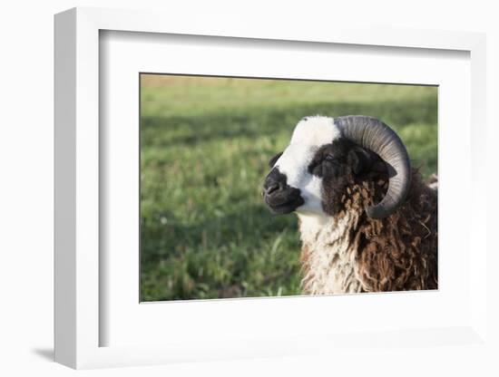 Domestic Sheep-null-Framed Photographic Print