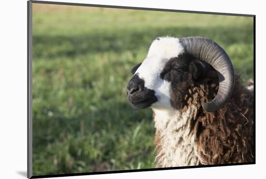 Domestic Sheep-null-Mounted Photographic Print
