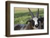 Domestic Sheep-null-Framed Photographic Print