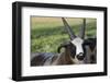 Domestic Sheep-null-Framed Photographic Print