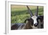 Domestic Sheep-null-Framed Photographic Print