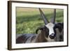 Domestic Sheep-null-Framed Photographic Print