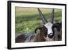 Domestic Sheep-null-Framed Photographic Print