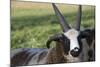 Domestic Sheep-null-Mounted Photographic Print