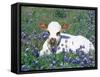 Domestic Texas Longhorn Calf, in Lupin Meadow, Texas, USA-Lynn M. Stone-Framed Stretched Canvas