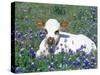 Domestic Texas Longhorn Calf, in Lupin Meadow, Texas, USA-Lynn M. Stone-Stretched Canvas