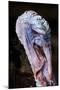 Domestic Turkey, adult male, close-up of head, England-Chris Brignell-Mounted Photographic Print