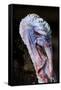 Domestic Turkey, adult male, close-up of head, England-Chris Brignell-Framed Stretched Canvas