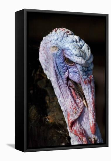 Domestic Turkey, adult male, close-up of head, England-Chris Brignell-Framed Stretched Canvas