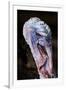 Domestic Turkey, adult male, close-up of head, England-Chris Brignell-Framed Photographic Print