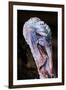 Domestic Turkey, adult male, close-up of head, England-Chris Brignell-Framed Photographic Print