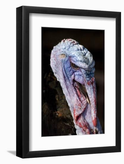 Domestic Turkey, adult male, close-up of head, England-Chris Brignell-Framed Photographic Print