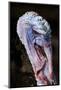 Domestic Turkey, adult male, close-up of head, England-Chris Brignell-Mounted Photographic Print