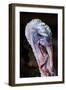 Domestic Turkey, adult male, close-up of head, England-Chris Brignell-Framed Photographic Print