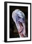 Domestic Turkey, adult male, close-up of head, England-Chris Brignell-Framed Photographic Print