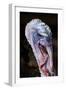 Domestic Turkey, adult male, close-up of head, England-Chris Brignell-Framed Photographic Print