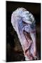 Domestic Turkey, adult male, close-up of head, England-Chris Brignell-Mounted Photographic Print