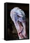 Domestic Turkey, adult male, close-up of head, England-Chris Brignell-Framed Stretched Canvas