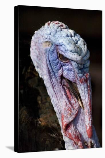 Domestic Turkey, adult male, close-up of head, England-Chris Brignell-Stretched Canvas