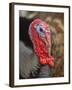 Domestic Turkey, bronze turkey, adult male, close-up of head-John Eveson-Framed Photographic Print