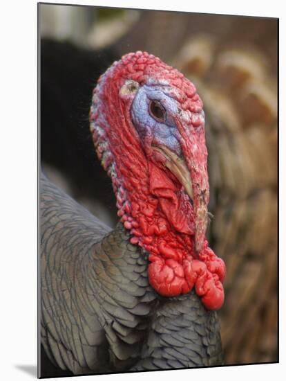 Domestic Turkey, bronze turkey, adult male, close-up of head-John Eveson-Mounted Photographic Print