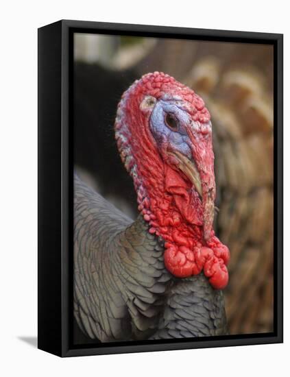 Domestic Turkey, bronze turkey, adult male, close-up of head-John Eveson-Framed Stretched Canvas