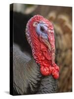 Domestic Turkey, bronze turkey, adult male, close-up of head-John Eveson-Stretched Canvas