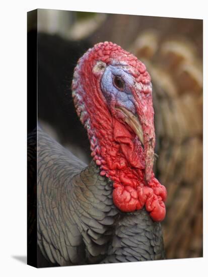 Domestic Turkey, bronze turkey, adult male, close-up of head-John Eveson-Stretched Canvas