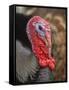 Domestic Turkey, bronze turkey, adult male, close-up of head-John Eveson-Framed Stretched Canvas